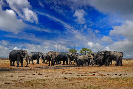 Foto de Grupo de rebaños Elepahnt cerca del agujero de agua, cielo azul con nubes. Elefante africano, Savuti, Chobe NP en Botswana. Escena de vida silvestre de la naturaleza, elefante en el hábitat, África. - Imagen libre de derechos