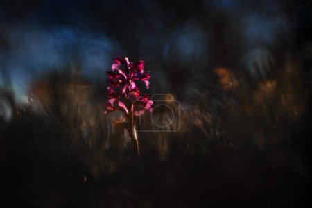 Foto de Anacamptis papilionacea, Pink Butterfly Orchis, Gargano en Italia. Flor orquídea silvestre terrestre europea, hábitat natural. Hermoso detalle de floración, escena de primavera de Europa. Flor silvestre en el prado - Imagen libre de derechos
