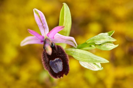 Photo for Gargano in Italy. Flowering European terrestrial wild orchid, nature habitat. Beautiful detail of bloom, spring scene from Europe. Wild flower on green meadow, ophrys. - Royalty Free Image