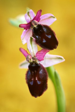 Photo for Ophrys biscutella, pink flower Gargano in Italy. Flowering European terrestrial wild orchid, nature habitat. Beautiful detail of bloom, spring scene from Europe. Wild flower on green meadow, ophrys. - Royalty Free Image