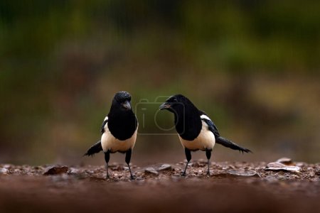 Photo for Two birds. Magpie in rain. Magpie in the water, Pica pica, black and white bird with long tail, in the nature habitat, clear background. Wildlife scene from nature, dark green forest. European magpie. - Royalty Free Image