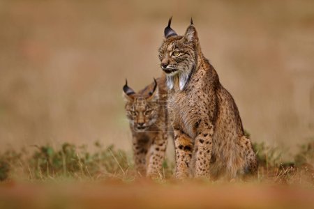 Téléchargez les photos : Lynx ibérique, Lynx pardinus, chat sauvage endémique de la péninsule ibérique dans le sud-ouest de l'Espagne en Europe. Promenade de chat rare dans l'habitat naturel. Félin canin avec pelage tacheté, lumière du coucher du soleil. Espagne faune. - en image libre de droit