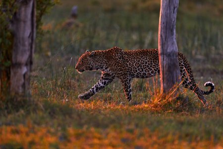 Foto de Puesta de sol de leopardo, camina. Leopardo, Panthera pardus shortidgei, hábitat natural, gran gato salvaje en el hábitat natural, día soleado en la sabana, delta del Okavango Botswana. Naturaleza de vida silvestre. África vida silvestre. - Imagen libre de derechos