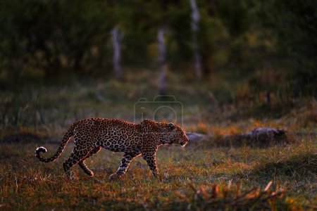 Foto de Wildlife Africa. Leopardo en el bosque, delta del Okavango en Botswana. Naturaleza de la fauna. - Imagen libre de derechos