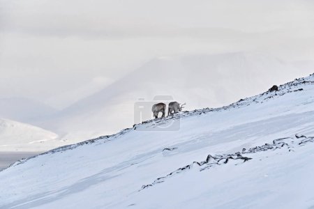 Téléchargez les photos : Arctique. Paysage hivernal avec rennes. Renne sauvage, Rangifer tarandus, avec des bois massifs dans la neige, Svalbard, Norvège. Cerf de Svalbard sur une montagne rocheuse. Scène animalière de la nature, coucher de soleil rose bleu. - en image libre de droit
