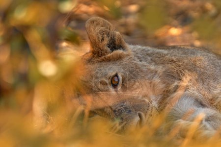 Téléchargez les photos : Portrait caché de lion jeune homme. Lion d'Afrique, Panthera leo, portrait détaillé d'un grand animal avec lumière du soir, Parc national du Chobe, Botswana, Afrique du Sud. - en image libre de droit