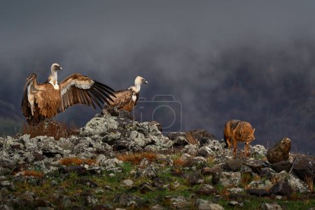 Photo for Fight jackal with Group of vultures. Griffon Vulture, Gyps fulvus, big birds of prey sitting on the rocky mountain, nature habitat, Madzarovo, Bulgaria, Eastern Rhodopes. Wildlife from Balkan. - Royalty Free Image