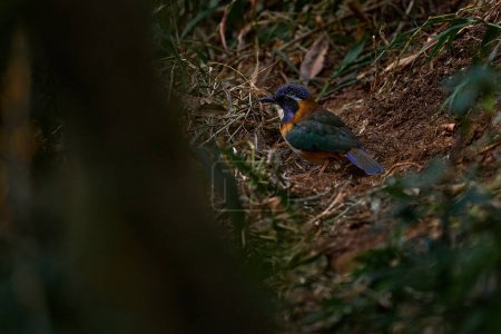 Foto de Pitta-like Ground-Roller, Atelornis pittoides, ave endémica de Madagascar. Pájaro raro en el hábitat natural, sentado en el suelo. Vida silvestre Madagascar. - Imagen libre de derechos