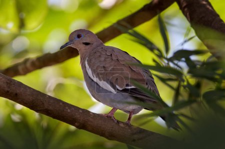 Photo for White-winged dove, Zenaida asiatica, bird sitting on the branch in the tropic forest, Yucatan in Mexico. Dove bird in the nature habitat, green vegetation. - Royalty Free Image