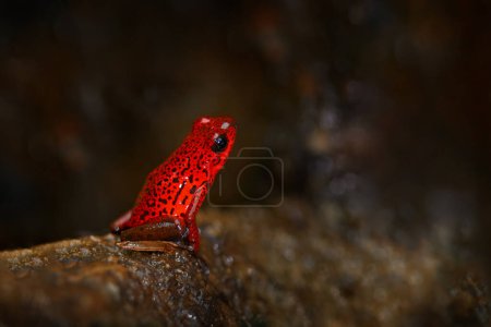 Photo for Oophaga pumilio, orange poison frog from La Selva, Costa Rica. Dendrobates danger frog from tropic America. Beautiful blue and red amphibian green vegetation, tropic jungle. - Royalty Free Image