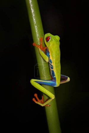 Photo for Red-eyed Tree Frog, Agalychnis callidryas, Costa Rica. Beautiful frog from tropical forest. Jungle animal on the green leave. Frog with red eye. - Royalty Free Image