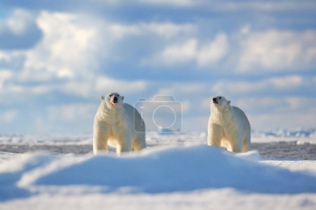 Téléchargez les photos : Faune - deux ours polaires sur de la glace dérivante avec de la neige se nourrissant de phoques tués, squelette et sang, faune Svalbard, Norvège. Beras avec carcasse, nature sauvage. - en image libre de droit