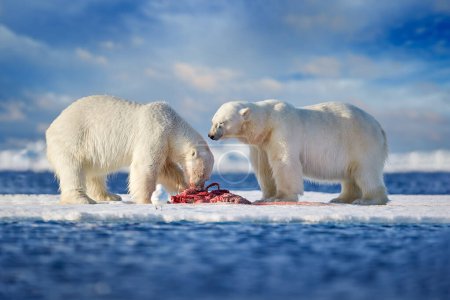 Foto de Vida silvestre ártica: dos osos polares con foca muerta. Oso blanco alimentándose de hielo a la deriva con nieve, Svalbard, Noruega. Maldita naturaleza con animales grandes. Peligroso cebo con cadáver. Cielo azul con nubes. - Imagen libre de derechos