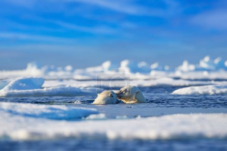 Foto de Oso polar lucha en el agua, la fauna ártica en el hielo marino. Oso polar nadando en el océano, Svalbard Noruega. - Imagen libre de derechos