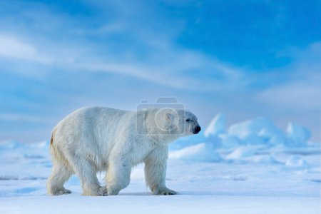 Photo for Ice walk, polar bear in the Artic, Svalabard, Norway. - Royalty Free Image