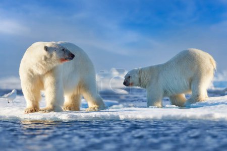 Téléchargez les photos : Faune arctique - deux ours polaires sur de la glace à la dérive avec de la neige se nourrissant de phoques tués, squelette et sang, faune Svalbard, Norvège. Beras avec carcasse, nature sauvage. - en image libre de droit