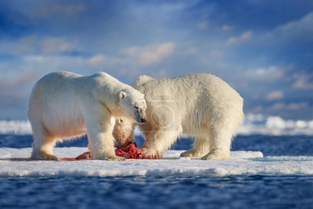 Foto de Osos polares comiendo rezar en el hielo - Imagen libre de derechos