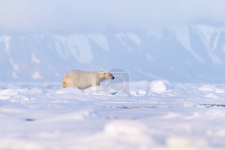 Téléchargez les photos : Faune - ours polaire sur la glace à la dérive avec de la neige se nourrissant de phoques tués, squelette et sang, faune Svalbard, Norvège. Beras avec carcasse, nature sauvage. Carcasse avec ciel bleu et nuages. - en image libre de droit