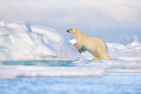Foto de Vida silvestre - oso polar en hielo a la deriva con nieve alimentándose de focas muertas, esqueleto y sangre, vida silvestre Svalbard, Noruega. Beras con canal, naturaleza de vida silvestre. Carcasa con cielo azul y nubes. - Imagen libre de derechos