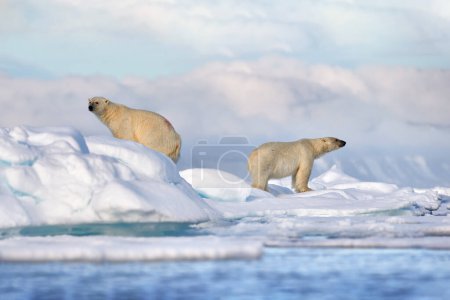 Foto de Vida silvestre - oso polar en hielo a la deriva con nieve alimentándose de focas muertas, esqueleto y sangre, vida silvestre Svalbard, Noruega. Beras con canal, naturaleza de vida silvestre. Carcasa con cielo azul y nubes. - Imagen libre de derechos