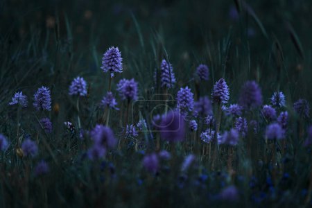 Photo for Night, Orchis italica, Naked Man Orchid, Gargano in Italy. Flowering Pink terrestrial wild orchid, nature habitat. Beautiful detail of bloom, spring scene from Europe. Italy, Group of wild orchid. - Royalty Free Image