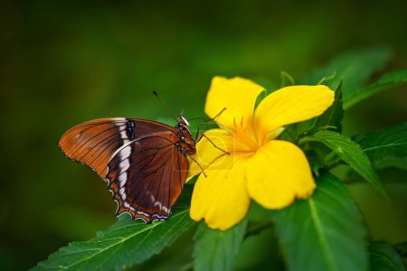 Photo for Rusty-tipped Page, Siproeta epaphus, orange insect on flower bloom in the nature habitat.  a butterfly in Brazil, South America. Wildlife nature. Tropic butterfly in the jungle forest. Close-up detail - Royalty Free Image