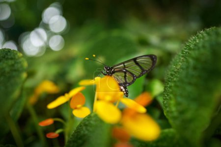 Photo for Methona confusa, Giant glasswing, butterfly sitting on the green leave with yellow flower in nature habitat, Ecuador. Transparent glass butterfly with yellow flower, nature wildlife, South America. - Royalty Free Image