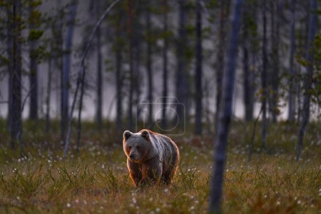 Photo for Night in taiga Bear hidden in yellow forest. Autumn trees with bear. Beautiful brown bear walking around lake, fall colours. Big danger animal in habitat. Wildlife scene from nature, Russia. - Royalty Free Image