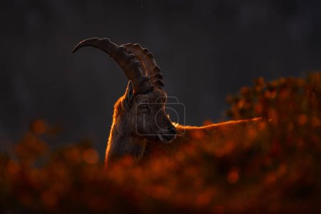 Photo for Alp ibex sunset. Switzerland wildlife. Ibex, Capra ibex, horned alpine animal with rocks in background, animal in the stone nature habitat, Alps. Evening orange sunset, wildlife nature. - Royalty Free Image