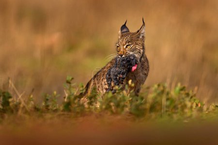 Téléchargez les photos : Spain wildlife. Iberian lynx, with catch hare, wild cat endemic to Iberian Peninsula in Spain in Europe. Cat with kill, food behaviour. Canine feline with spot fur coat, sunset light. - en image libre de droit