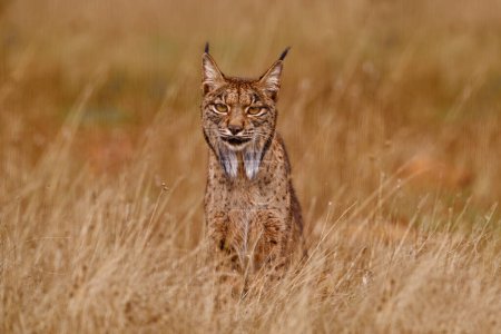 Téléchargez les photos : Lynx ibérique, Lynx pardinus, chat sauvage endémique de la péninsule ibérique dans le sud-ouest de l'Espagne en Europe. Promenade de chat rare dans l'habitat naturel. Félin canin avec pelage tacheté, lumière du coucher du soleil. Espagne faune. - en image libre de droit