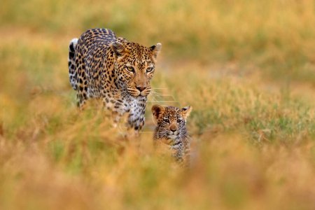 Foto de Cachorro de leopardo con madre caminando. Gran gato salvaje en el hábitat natural, día soleado en la sabana, río Khwai. Gatito leopardo bebé, oculto agradable hierba naranja. Naturaleza de la vida silvestre, Botswana fauna. - Imagen libre de derechos