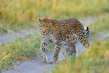 Foto de Leopardo de Okavango, Botswana. Africa wildlife. Gato salvaje escondido en la vegetación verde. Leopardo en la naturaleza, acostado bajo el árbol. - Imagen libre de derechos