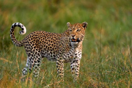 Foto de Gatito leopardo bebé, oculto agradable hierba naranja. Cachorro de leopardo con madre caminando. Gran gato salvaje en el hábitat natural, día soleado en la sabana, río Khwai. Vida silvestre; naturaleza, vida silvestre de Botswana. - Imagen libre de derechos
