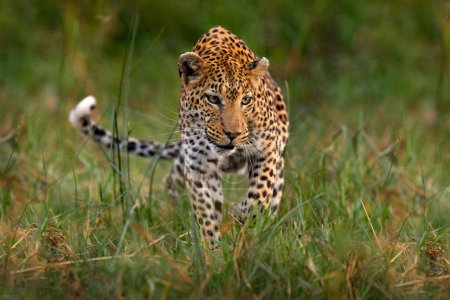 Téléchargez les photos : Chaton léopard bébé, belle herbe orange cachée. Louveteau léopard avec maman marche. Grand chat sauvage dans l'habitat naturel, journée ensoleillée sur la savane, rivière Khwai. Faune ; nature, Botswana faune. - en image libre de droit