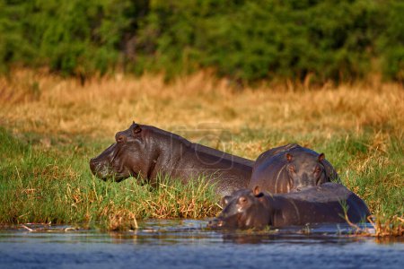 Téléchargez les photos : L'hippopotame coule de l'eau du lac. Botswana faune. Hippopotame avec museau à bouche ouverte avec bouche ouverte, animal dangereux dans l'eau. Détail portrait de tête d'hippopotame. Hippopotamus amphibius capensis, avec soleil du soir. - en image libre de droit