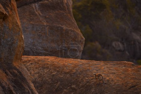 Téléchargez les photos : Retrouvez la faune lémurienne Madagascar, Lémurien à queue cerclée, Lémurien catta, sur la montagne du wock. Animaux de Madagascar, Afrique, yeux orange. Coucher de soleil, Parc naturel d'Anja. - en image libre de droit