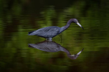 Photo for Costa Rica nature. Bird mirror reflection in the beautiful green water. Wildlife from tropical forest. Little Blue Heron, Egretta caerulea, in the water, Costa Rica. - Royalty Free Image