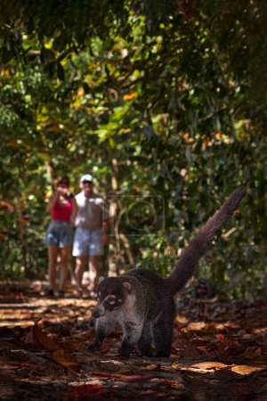 Foto de Coati en el hábitat con los ancianos. Coati de nariz blanca, Nasua narica, en el hábitat natural. Animal del bosque tropical. Escena de vida silvestre de la naturaleza. Animal en hierba amarilla, fondo oscuro. - Imagen libre de derechos