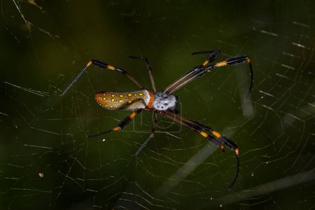Photo for Trichonephila clavipes, golden silk orb-weaver, spider with cobweb in the dark freen forest.   Golden silk spider, insect in nature habitat, Manuel Antonio NP in Costa Rica. Nature wildlife. - Royalty Free Image