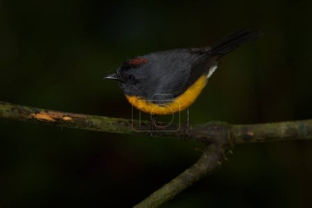 Photo for Slate-throated Redstart, Myioborus miniatus, beautiful bird from tropical Costa Rica.Tanager in the nature habitat. Wildlife scene from tropical nature. Birdwatching in South America. - Royalty Free Image