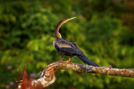 Photo for Costa Rica nature. Anhinga, water bird in the river nature habitat in Costa Rica. Bird with log neck and bill sitting on the branch above water. Black bird with pink flower tree bloom. Wildlife. - Royalty Free Image