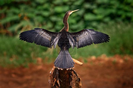 Photo for Bird drying above the river. Anhinga, water bird in the river nature habitat. Water bird from Costa Rica. Bird with long neck and bill. Anhinga sitting on the branch above water, open wings. - Royalty Free Image