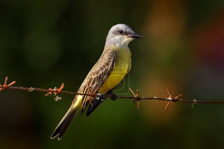 Photo for Bird of Costa Rica. Tropical Kingbird, Tyrannus melancholicus, exotic yellod grey bird form Cano Negro Reserve. Grey yellow bird sitting on the barbed wire in nature. - Royalty Free Image