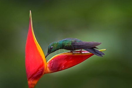 Foto de Heliconia flor roja con colibrí verde, La Paz Waterfall Garden, Volcan Poas NP en Costa Rica. Brillante, jacula Heliodoxa, hermosa floración. Pájaro chupando néctar. Naturaleza de la Widlife. - Imagen libre de derechos