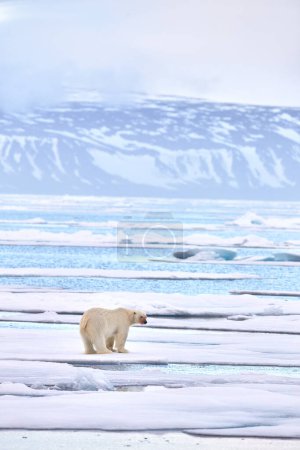 Téléchargez les photos : Faune - ours polaire sur la glace à la dérive avec de la neige se nourrissant de phoques tués, squelette et sang, faune Svalbard, Norvège. Beras avec carcasse, nature sauvage. Carcasse avec ciel bleu et nuages. - en image libre de droit
