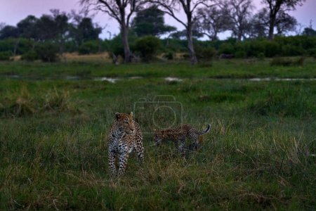 Photo for Leopard kitten with mother in the nature habitat. Nature wildlife, Okavango delta in Botswana, Africa. Wide angle lens in nature, leopards with landscape. - Royalty Free Image