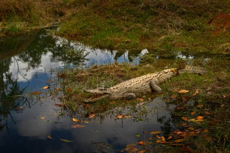 Foto de Cocodrilo de Madagascar, cerca del agua del río. Cocodrilo del Nilo, Crocodylus niloticus, con hocico abierto, en la orilla del río, Madagascar. Escena de vida silvestre de naturaleza africana. - Imagen libre de derechos