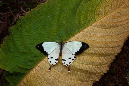 Photo for Madagascar wildlife. Mocker swallowtail, Papilio dardanus, sitting on the white flower. Insect in the dark tropical forest, nature habitat. Butterfy from Madagascar in Africa. - Royalty Free Image