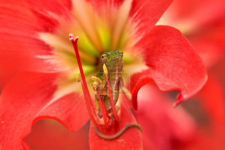 Foto de Camaleón en flor roja. Testamentos camaleón - Imagen libre de derechos